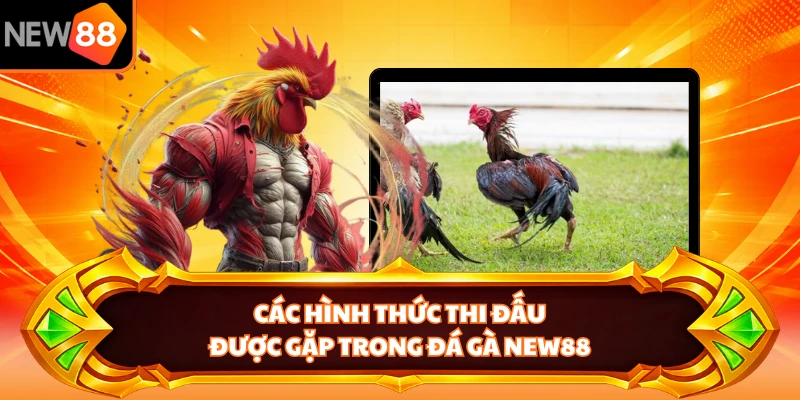 Các hình thức thi đấu được gặp trong đá gà NEW88 